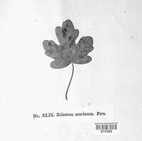 Erineum acerinum image